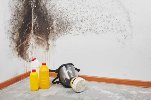 Best Health and Safety Mold Remediation in Deer Park, WA