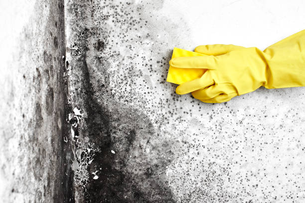 Best Residential Mold Remediation in Deer Park, WA