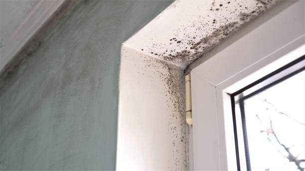 Best DIY Mold Remediation Support Services in Deer Park, WA