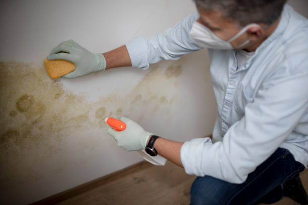 Trusted Deer Park, WA Mold Remediation Experts