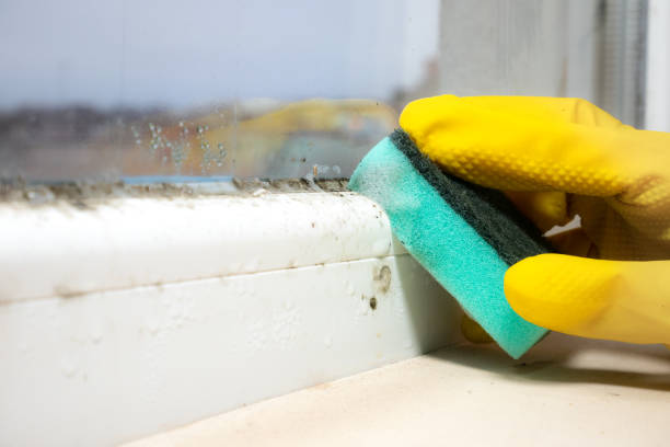 Best Residential Mold Remediation in Deer Park, WA