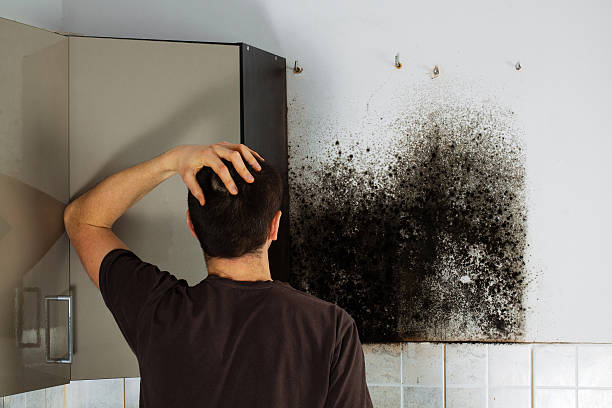 Best Post-Flood Mold Remediation in Deer Park, WA
